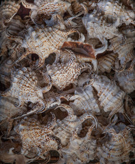 Many shells