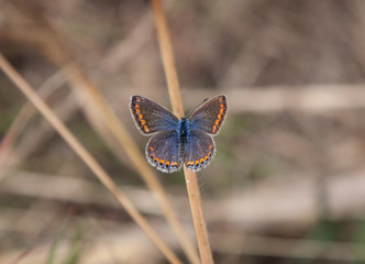 Brown Argus resting