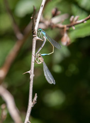 Blue tailed Damsel Flies