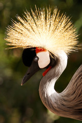Fototapeta premium East African Crowned Crane