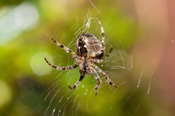 Garden Spider on Web