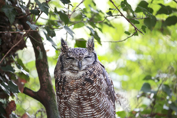African Spotted Eagle Owl