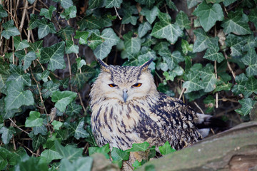 Bengal Eagle Owl