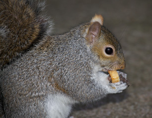 Close up of grey squirrel eating