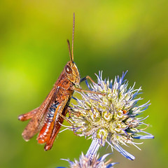 Кузнечик (Tettigonioidea) на Синеголовнике плосколистном  (Eryngium planum)