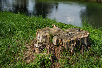 Baumstumpf am Fluss