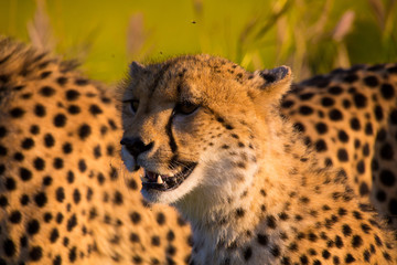 South Africa - Sabi Sand Game Reserve
