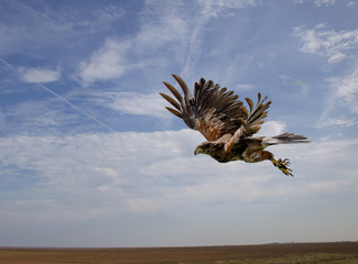Harris Hawk flying in midair just after take off