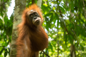 Orang-Utan in Bukit-Lawang