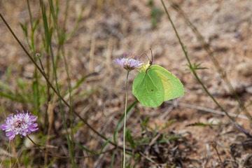 Yellow cleopatra butterfly feeding close up