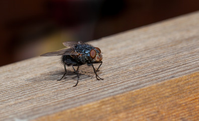 Fly Close up