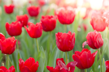 Blooming spring flowers tulips in the sunlight