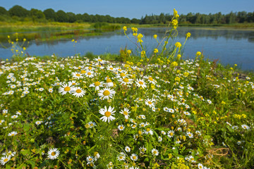 Fototapety  Dzikie kwiaty nad brzegiem jeziora latem