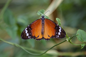 Plain tiger butterfly
