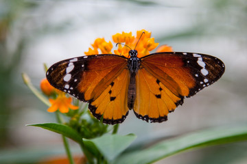 Butterfly resting on a flower, plain tiger