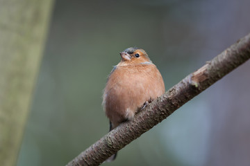 Chaffinch Looking