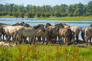 Herd of horses along the shore of a lake in summer