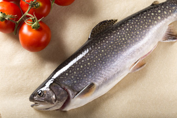 Trout fish