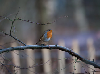 Robin on a tree brach