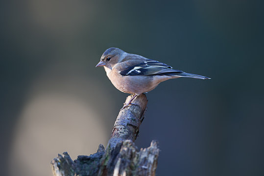 Female Chaffinch