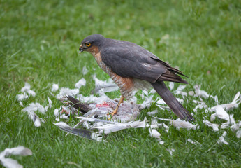 Female sparrow hawk