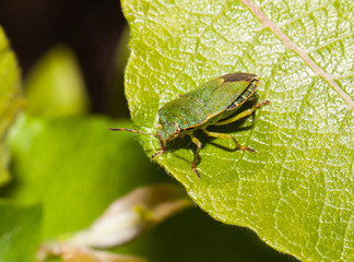 common green shield bug