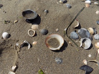 Shells on sandy beach