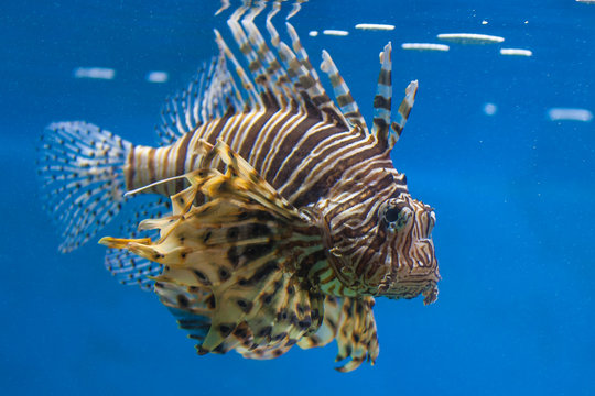 Scorpion Fish