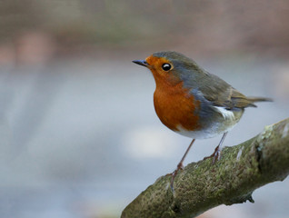 Robin on a branch