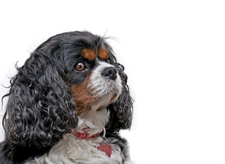 A Cavalier King Charles dog on a white background