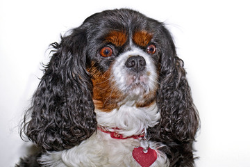 A king charles cavalier looking at the camera with white background