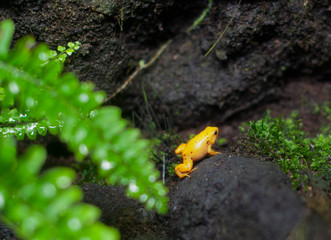 A yellow frog
