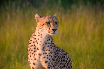 South Africa - Sabi Sand Game Reserve