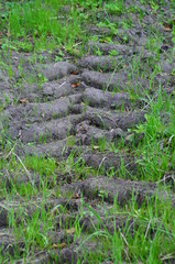 Fototapeta premium Im Gras unterwegs gewesen