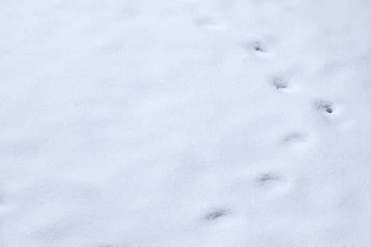 Animal tracks in snow