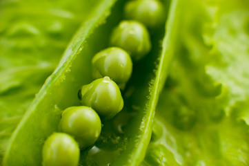 The young peas