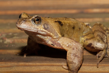 Common frog
