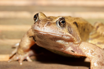Common frog