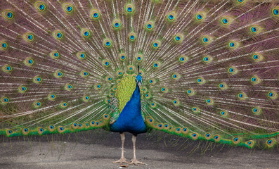 Obraz premium Peacock display