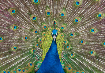 Obraz premium Peacock display