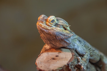 Beareded dragon