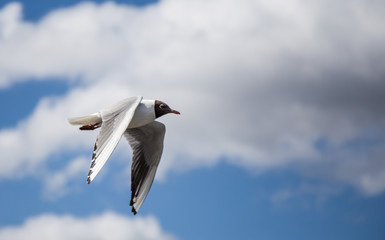 Bird Flapping