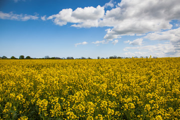 Obraz premium Oil seed rape field