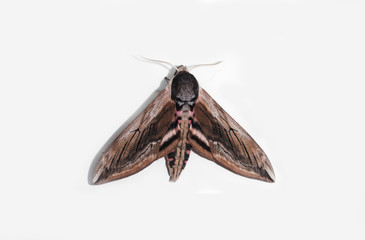 privet hawk moth with a white background
