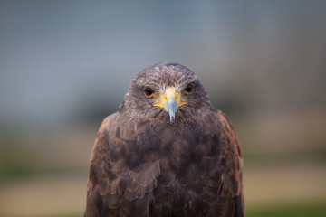 Head on Harris Hawk