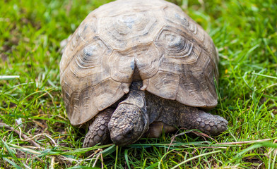 Tortoise