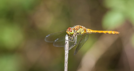 Female Common Darter Dragon fly in wild
