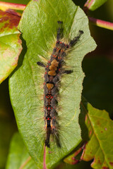 big hairy vapourer moth caterpilla