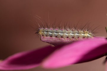 Caterpillar on pink flower