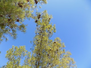Pine trees and blue sky